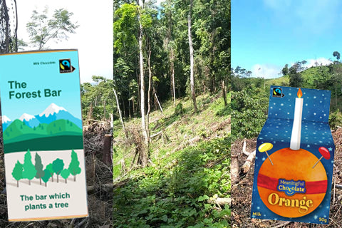 The forest you helped plant reaches 7,350 trees...